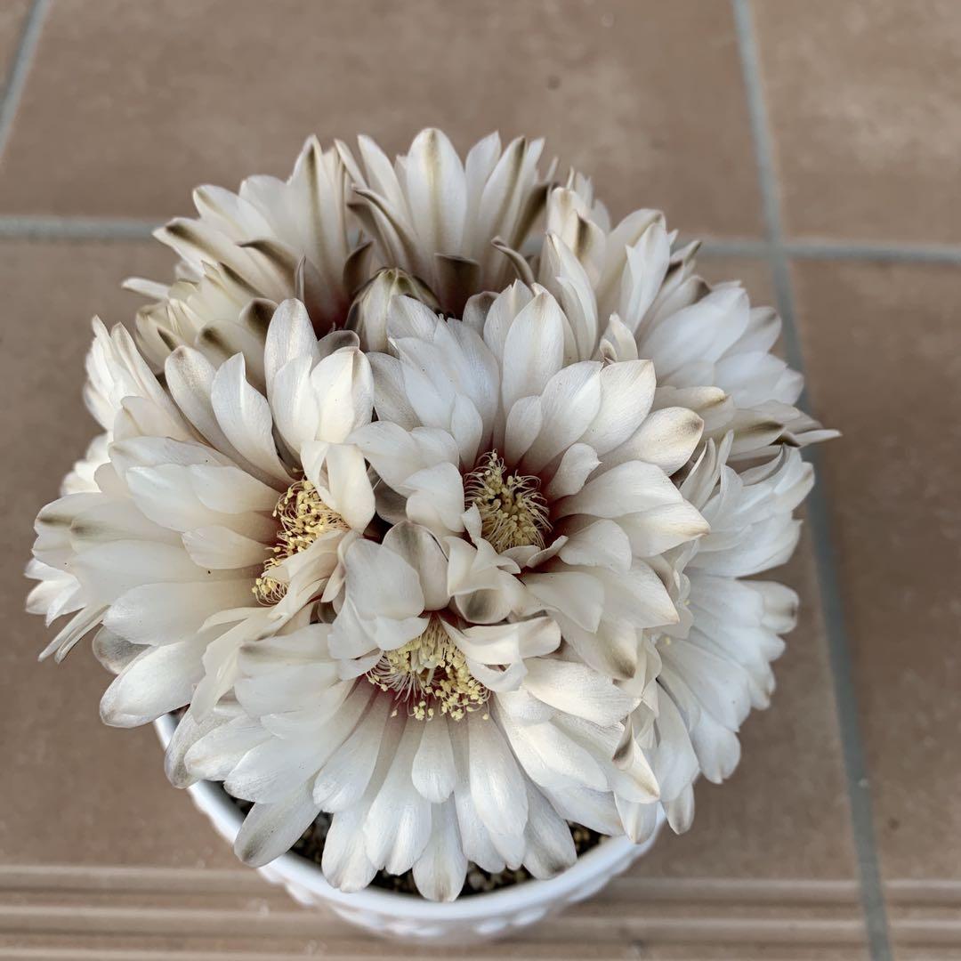 花サボテン 瑞昌玉 花芽付き た直径6.5cm① （2024年に咲いた