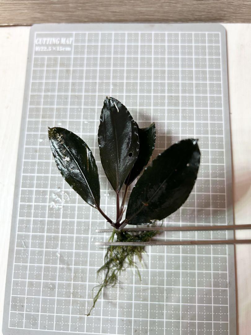 mikio3　ブセファランドラ　ダークアフリカ 5株 ブセファランドラ ダークアフリカ② （Bucephalandra sp. Dark