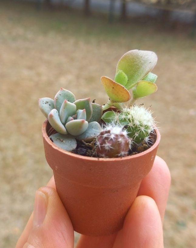 多肉植物　ミニサボテン　抜き苗　おまかせ　100個 多肉植物 サボテン(ミニ)抜き苗 100個 + 10個｜Yahoo!フリマ（旧