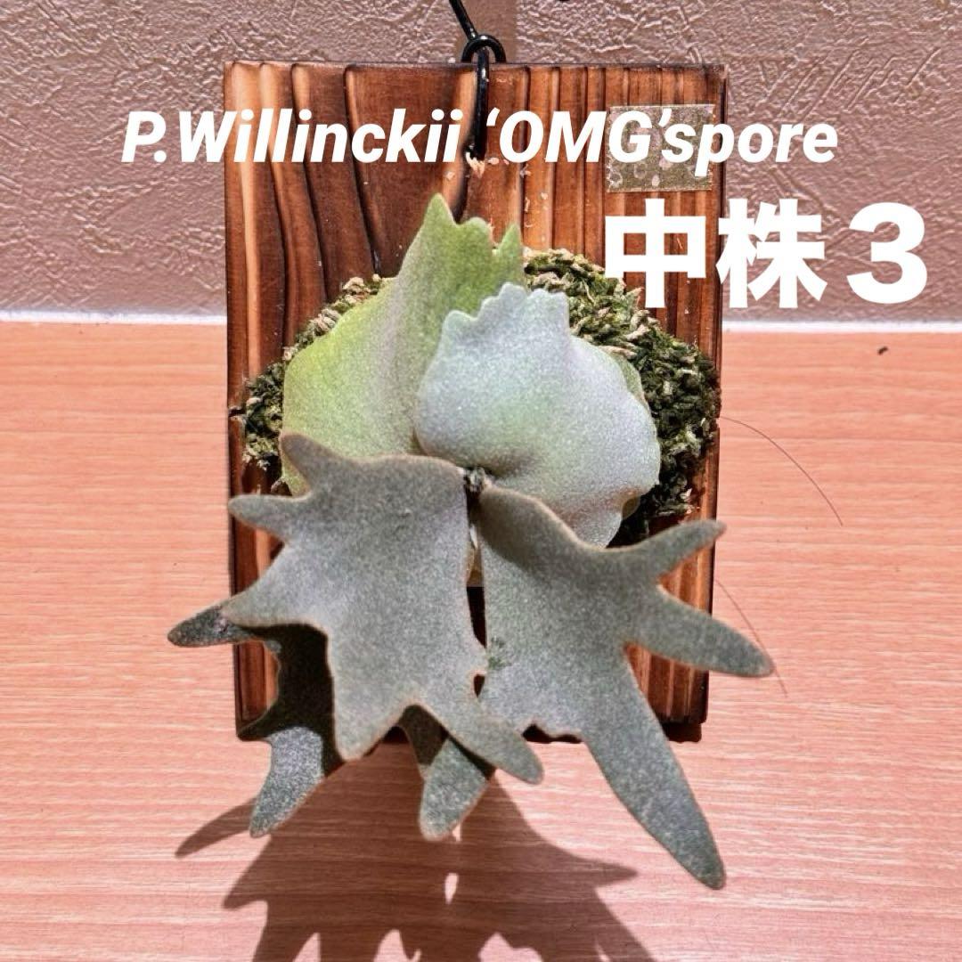 専用！P.willinckii OMG spore 2203 現品】ビカクシダ・ウィリンキー・O. M. G. 胞子培養 P