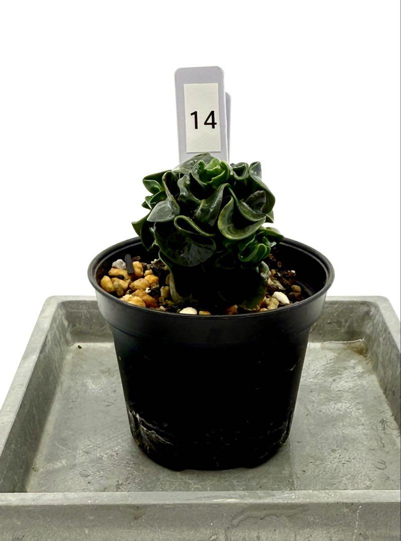 【獅子葉/アデニウム】Dorset Horn Adenium（DHA) - 20 種子】アデニウム・獅子葉 葉巻 ドーセットホーン 5s Adenium