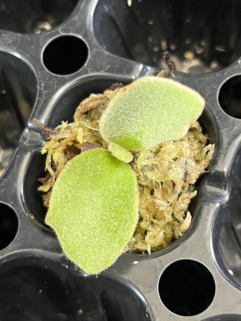 P. willinckii scofield tatsuta 幼苗 43（ビカクシダ苗