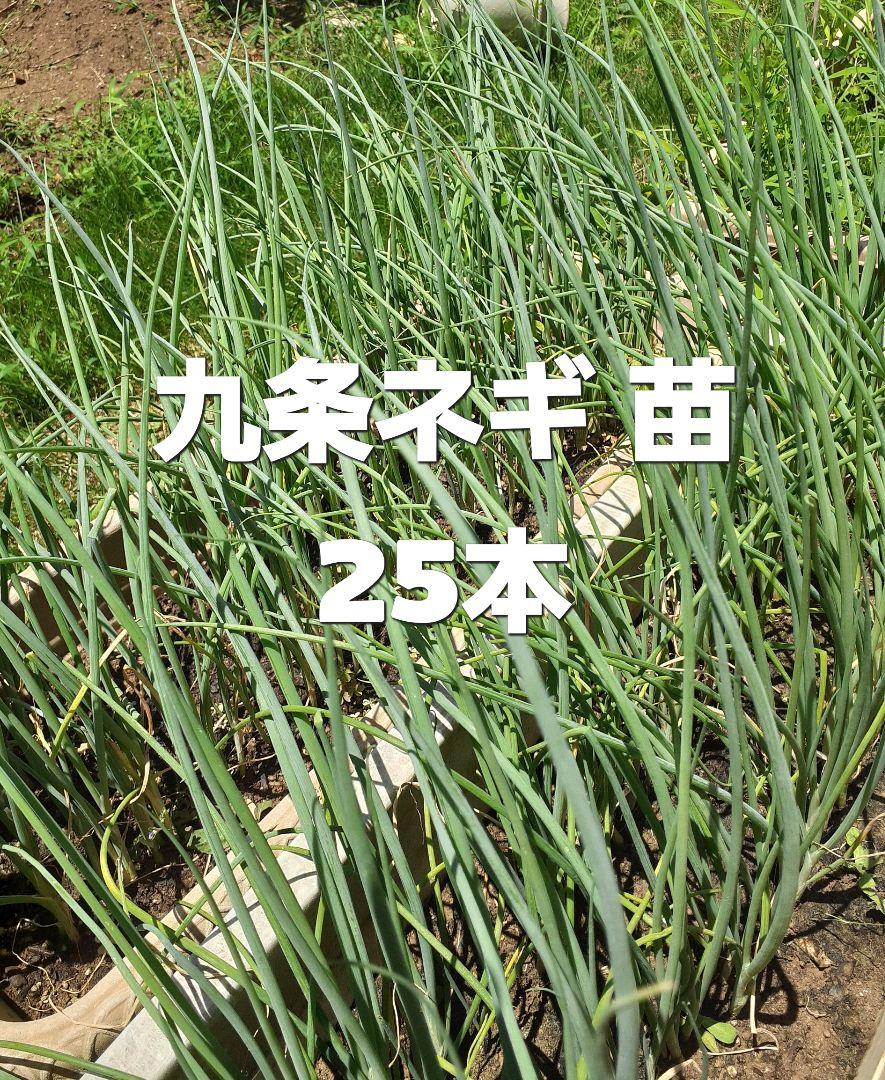 長ネギ苗　1000本　おまけ有り 長ネギ苗 1000本 おまけ有り