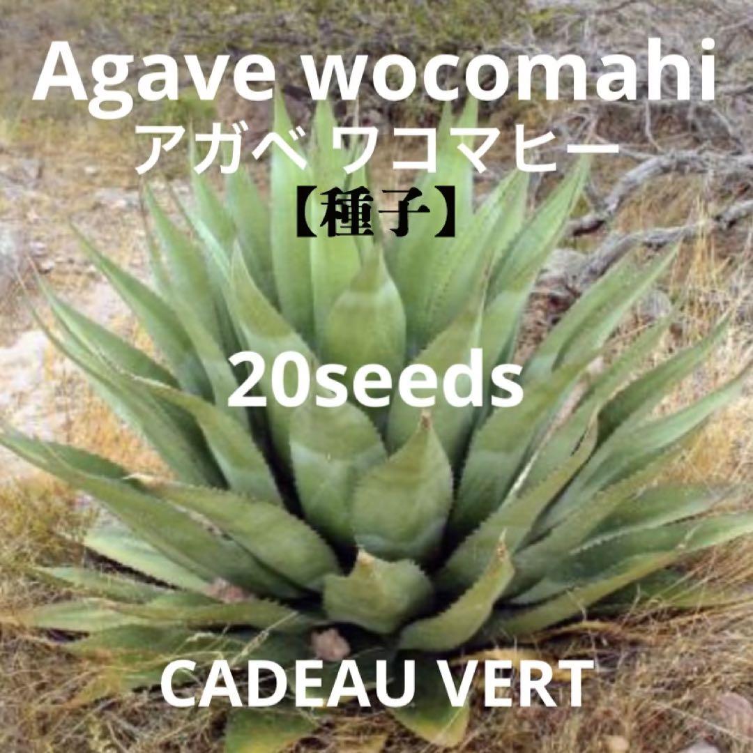 アガベ ワコマヒー☆Agave wocomahi種子20粒プラス1粒（Agave