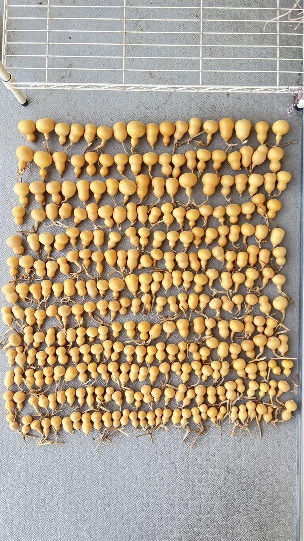 ドライひょうたん 295個 瓢箪 工芸品 風水 クラフト （ワイルド