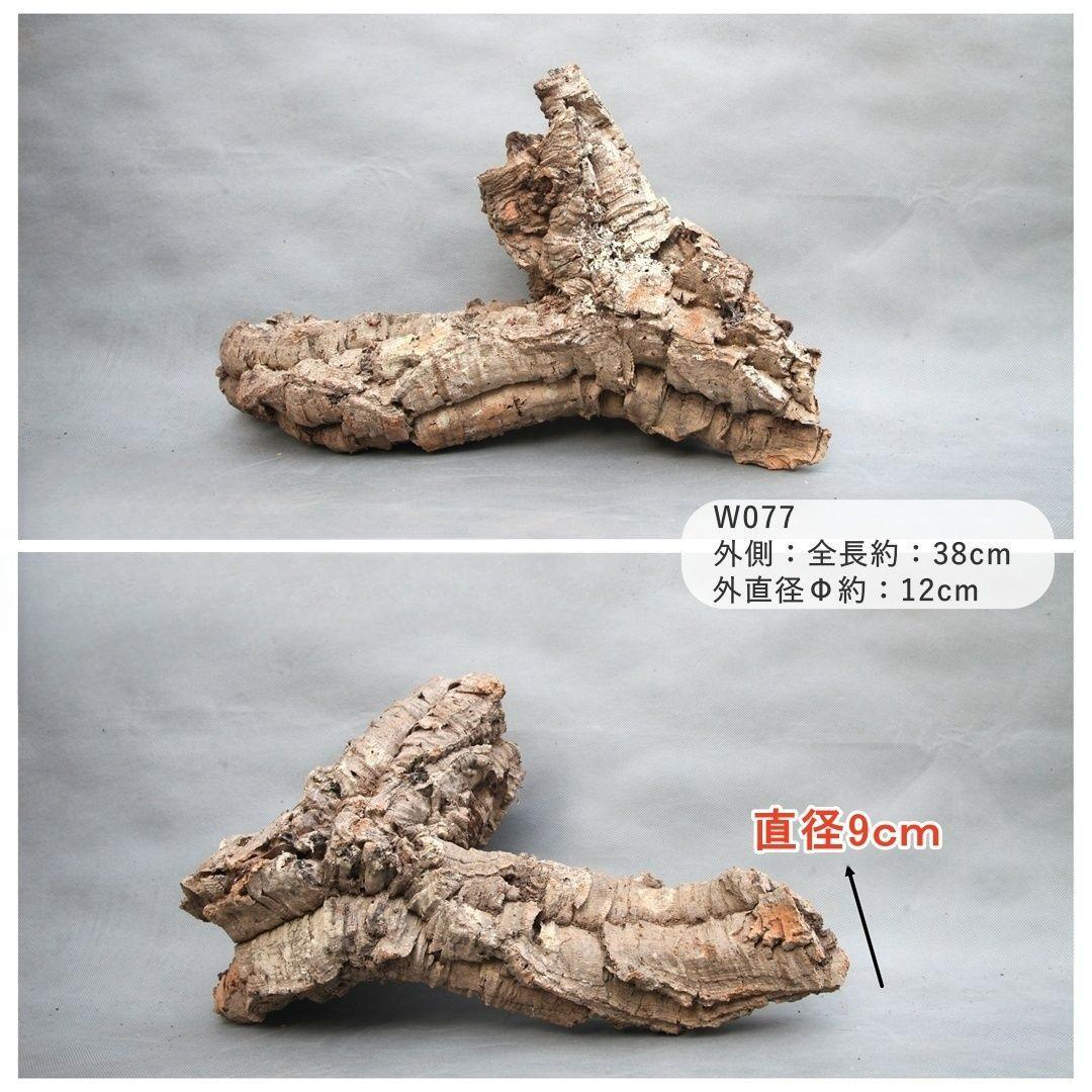 W077 ポルトガル産 コルク樹皮 キャノンコルク バージンコルク