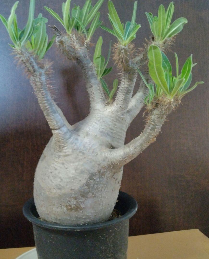 グラキリス　現地球　つぼ型　とっくり　良型　選抜　コレクション M597【最新到着】Pachypodium グラキリス（L）（現地球・抜き苗