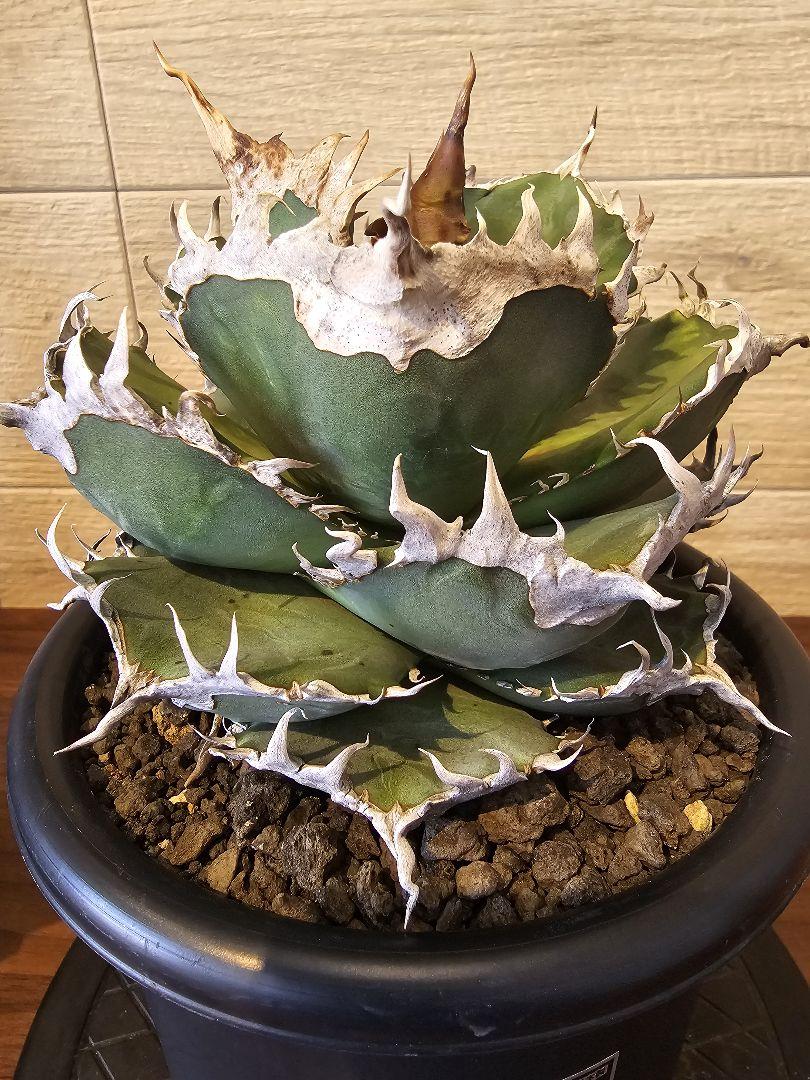 アガベ オテロイ チタノタ 金剛 Kingkong 親株（アガベ 多肉植物