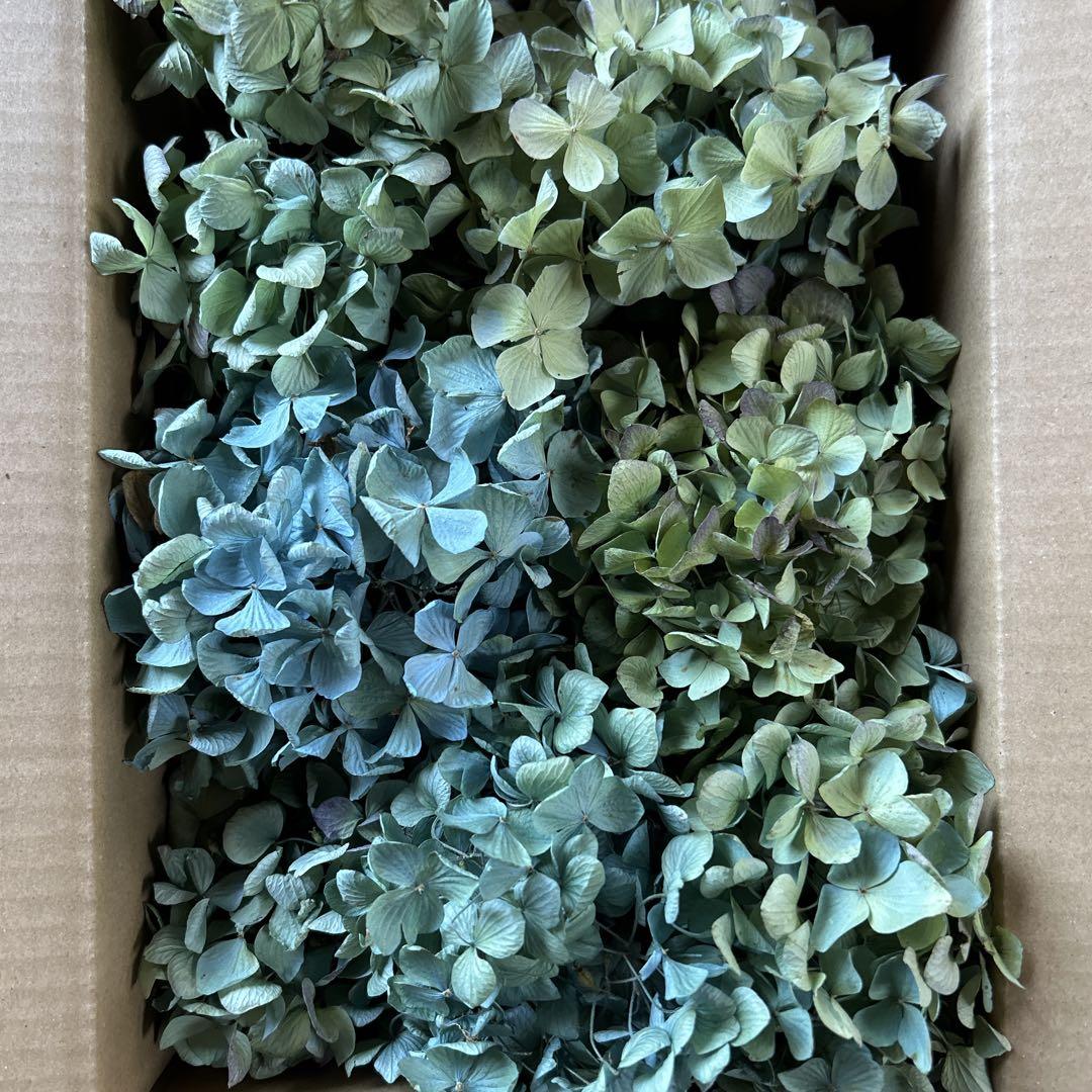 紫陽花ドライフラワーz2 60サイズ 秋色紫陽花（⑩紫陽花ドライ