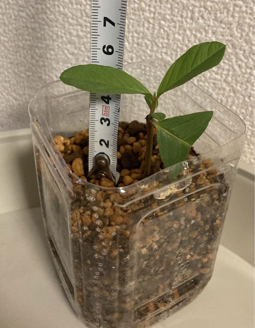 グァバ挿木苗 約6cm （半年 （グアバを取り木で殖やしました