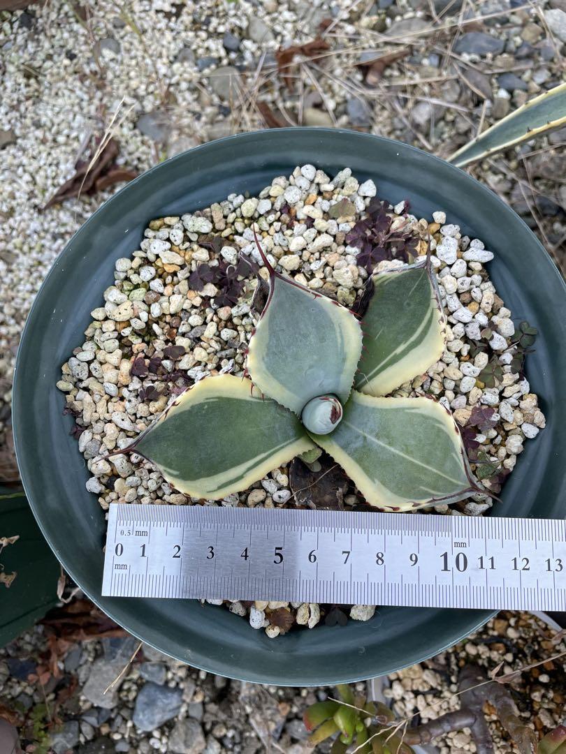 アガベ パリートランカータ オリザバ 錦 斑入り 多肉植物