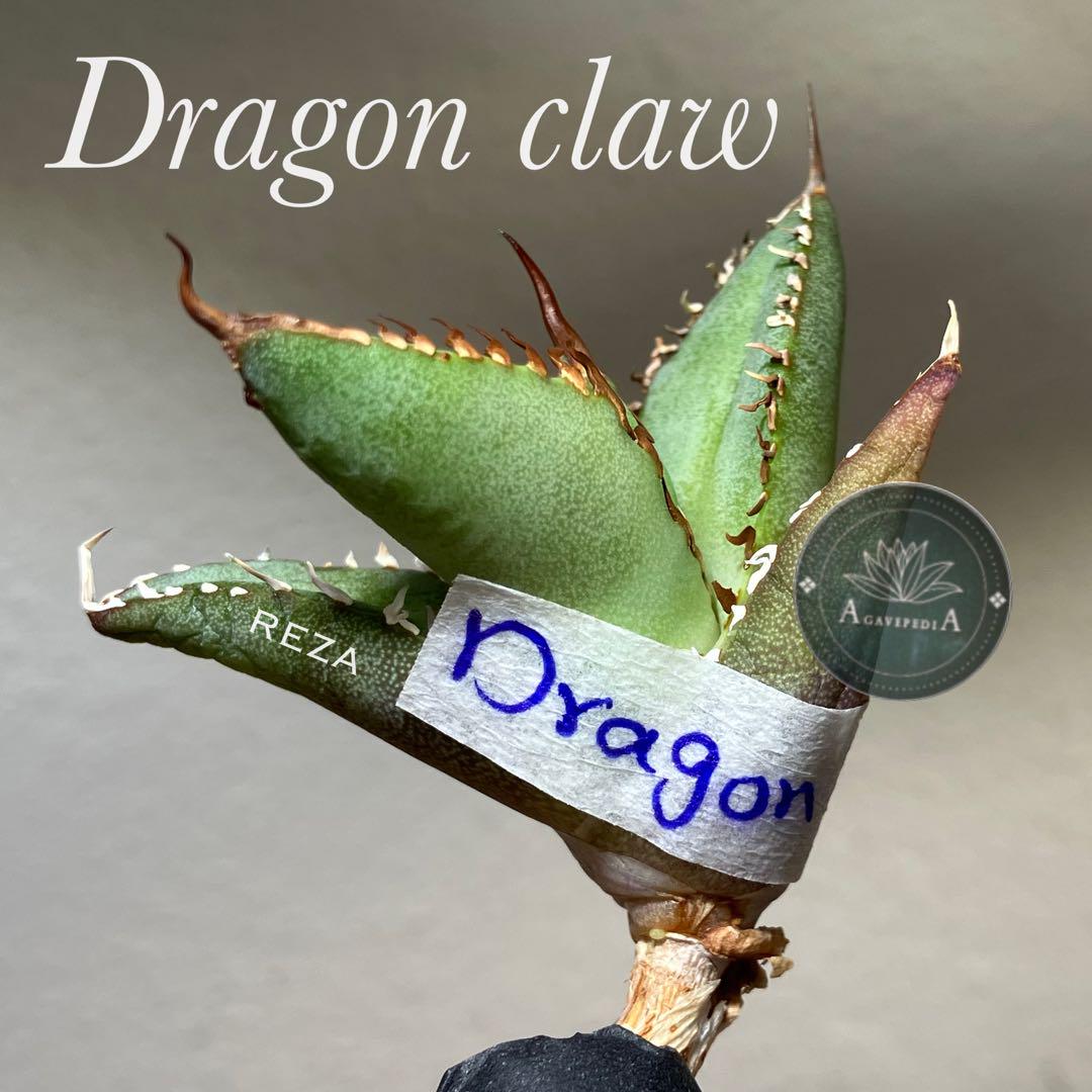 イラン株【REZA産】アガベ チタノタ ドラゴンクロウ DRAGON CLAW