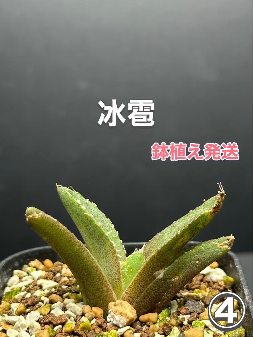 アガベ チタノタ 冰雹 ブツブツ系‼️新品種‼️子株‼️鉢植え発送