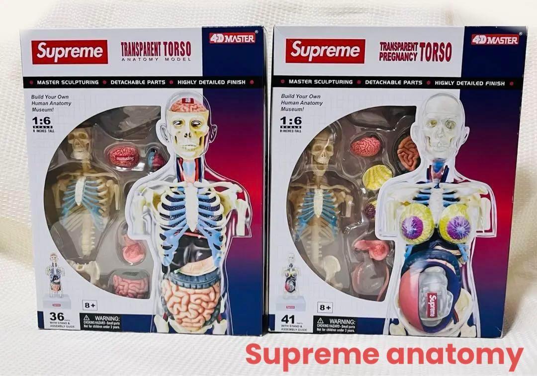 Supreme Anatomy Male Female シュプリーム 人体模型