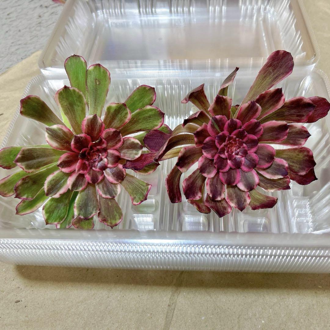 処分‼️お買得‼️アエオニウム 紅覆輪錦 カット苗 大苗 2苗