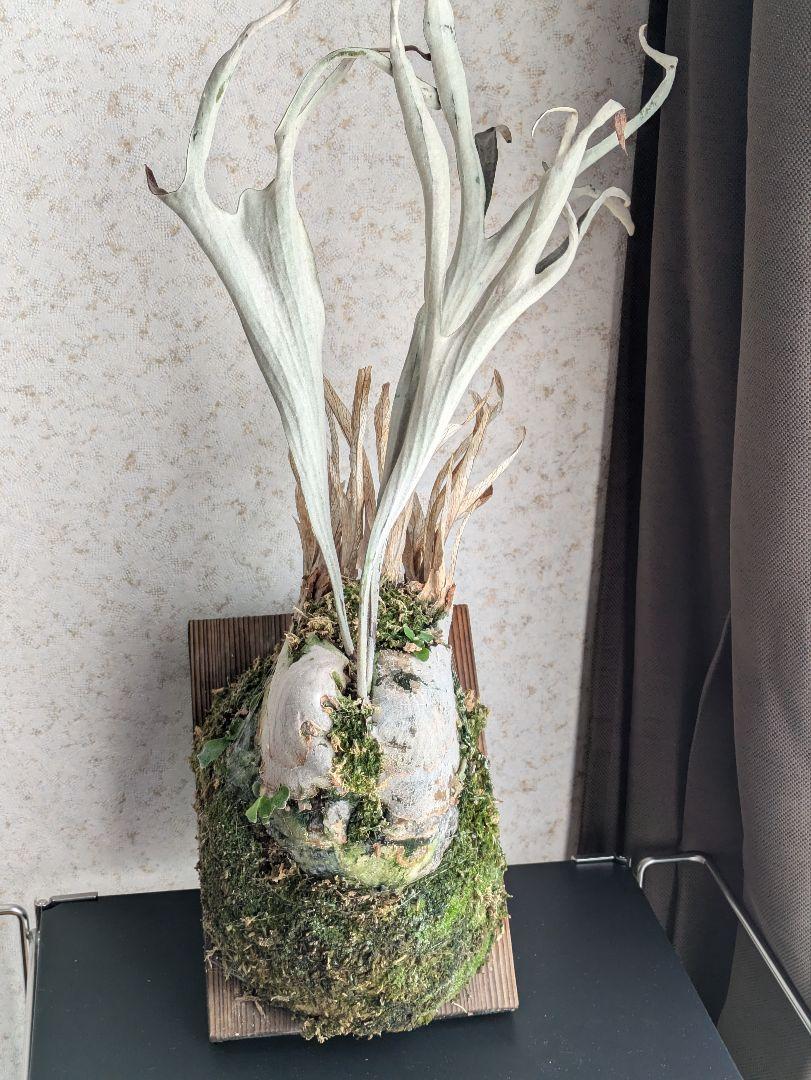 P. veitchii Auburn River ビカクシダ 大株（ビカクシダ