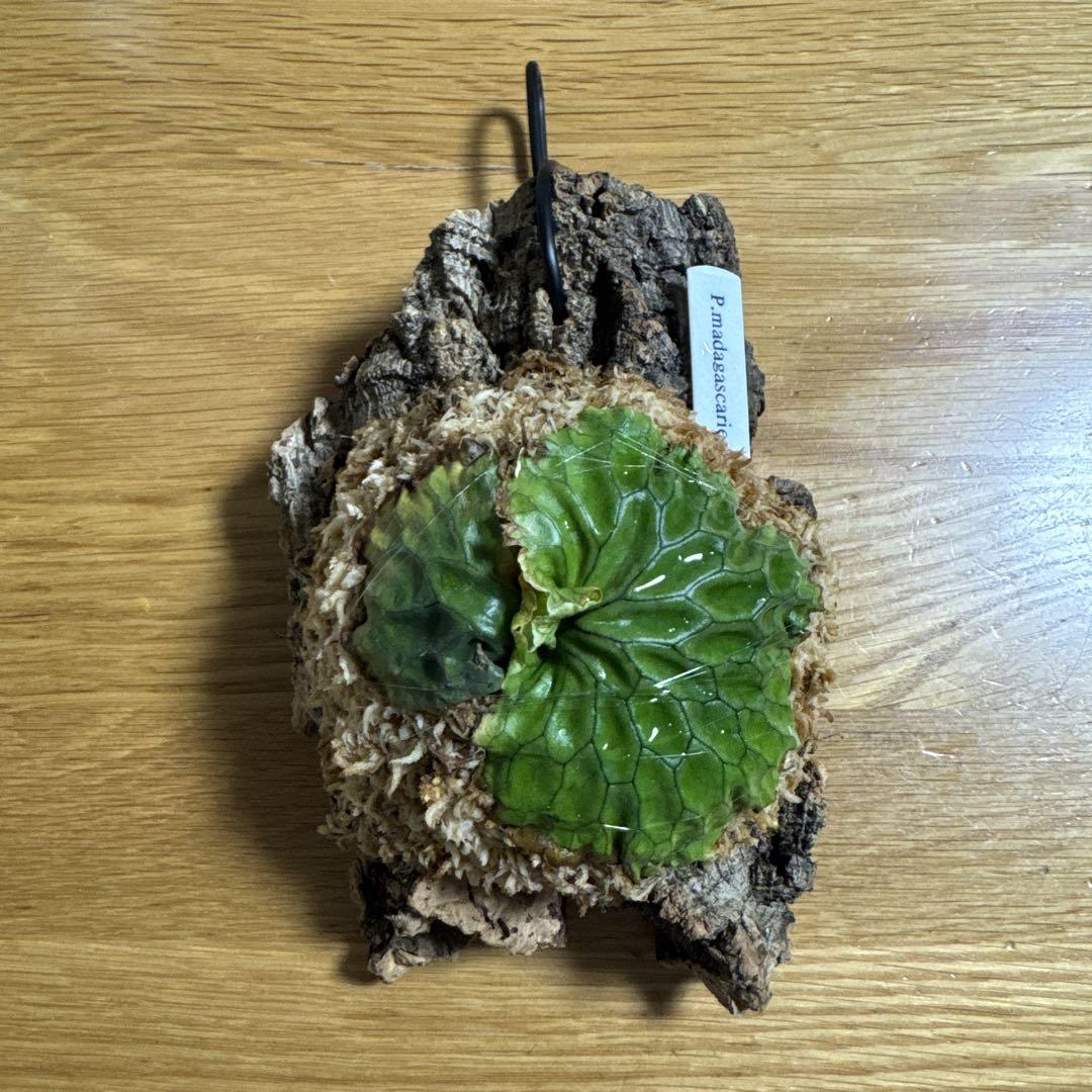 P．madagascariense ②　マダガスカリエンセ　子株　ビカクシダ ビカクシダ『マダガスカリエンセ』 | Planet Plants プラネット