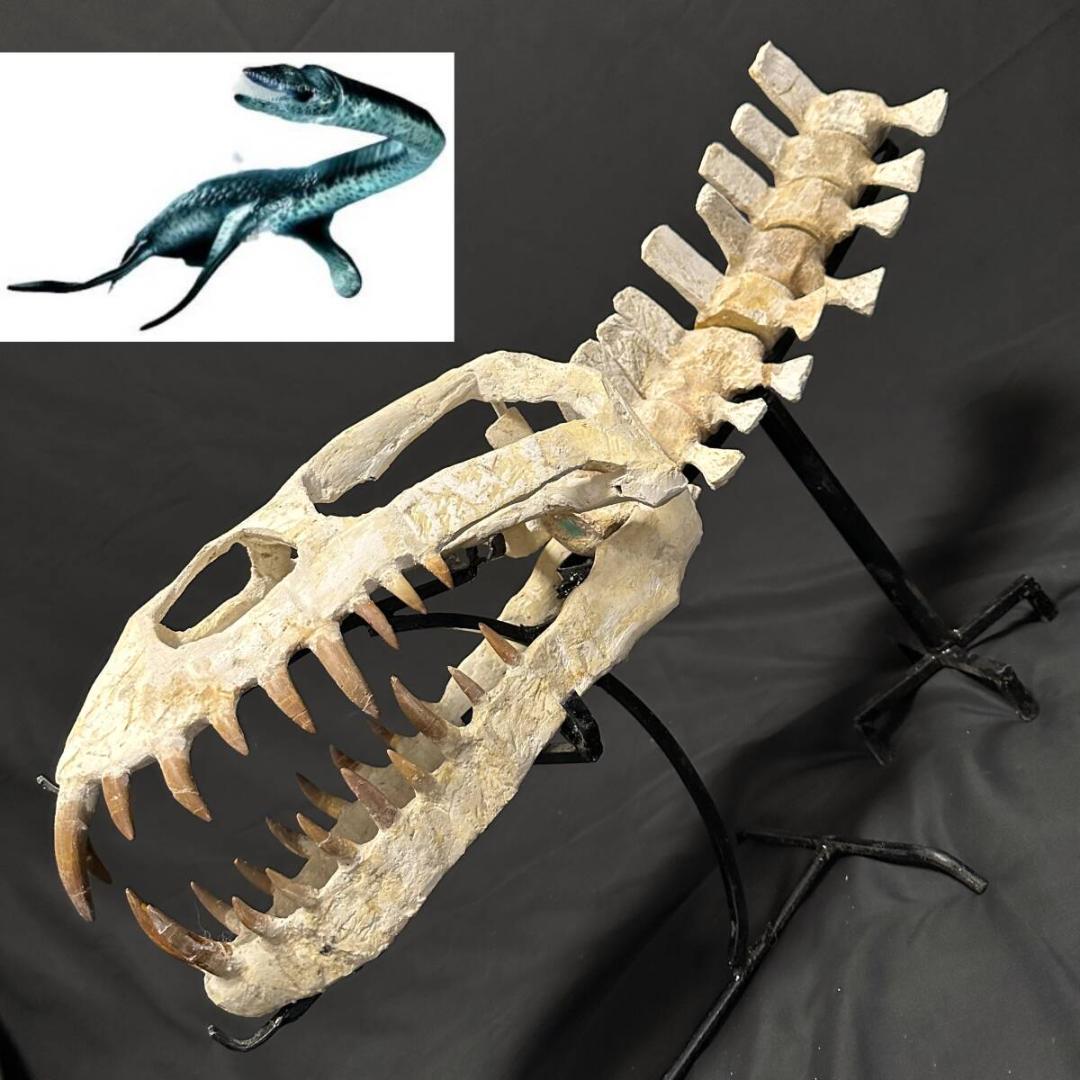 プレシオサウルス 顎骨 化石 モロッコ 海生爬虫類 歯 牙 爪 恐竜 1104① 即納☆発掘証明書☆プレシオサウルス スカル 化石☆海生爬虫類