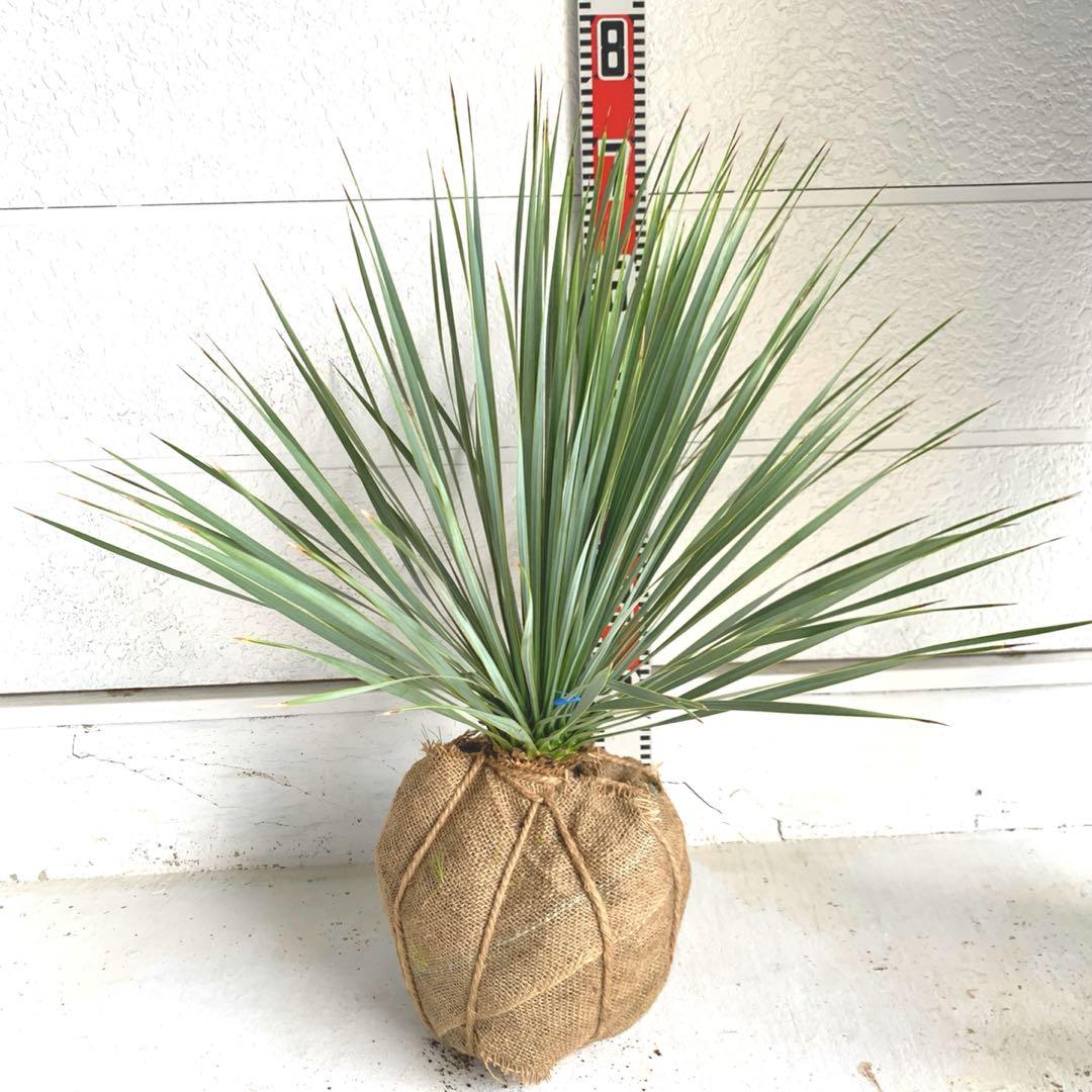 ユッカロストラータ (て) ユッカ ロストラータ 約:70cm【Yucca rostrata 】244397（ユッカ