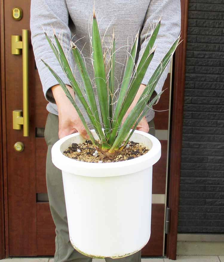 現品】ユッカ・カルネロサーナ 8号 2あ番