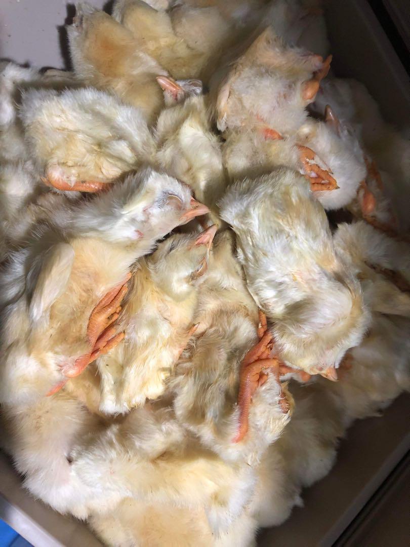 【国産】冷凍ヒヨコ 400羽　ふわふわ鮮度抜群！ 国産】冷凍ヒヨコ 400羽 ふわふわ鮮度抜群！ （国産】冷凍ヒヨコ