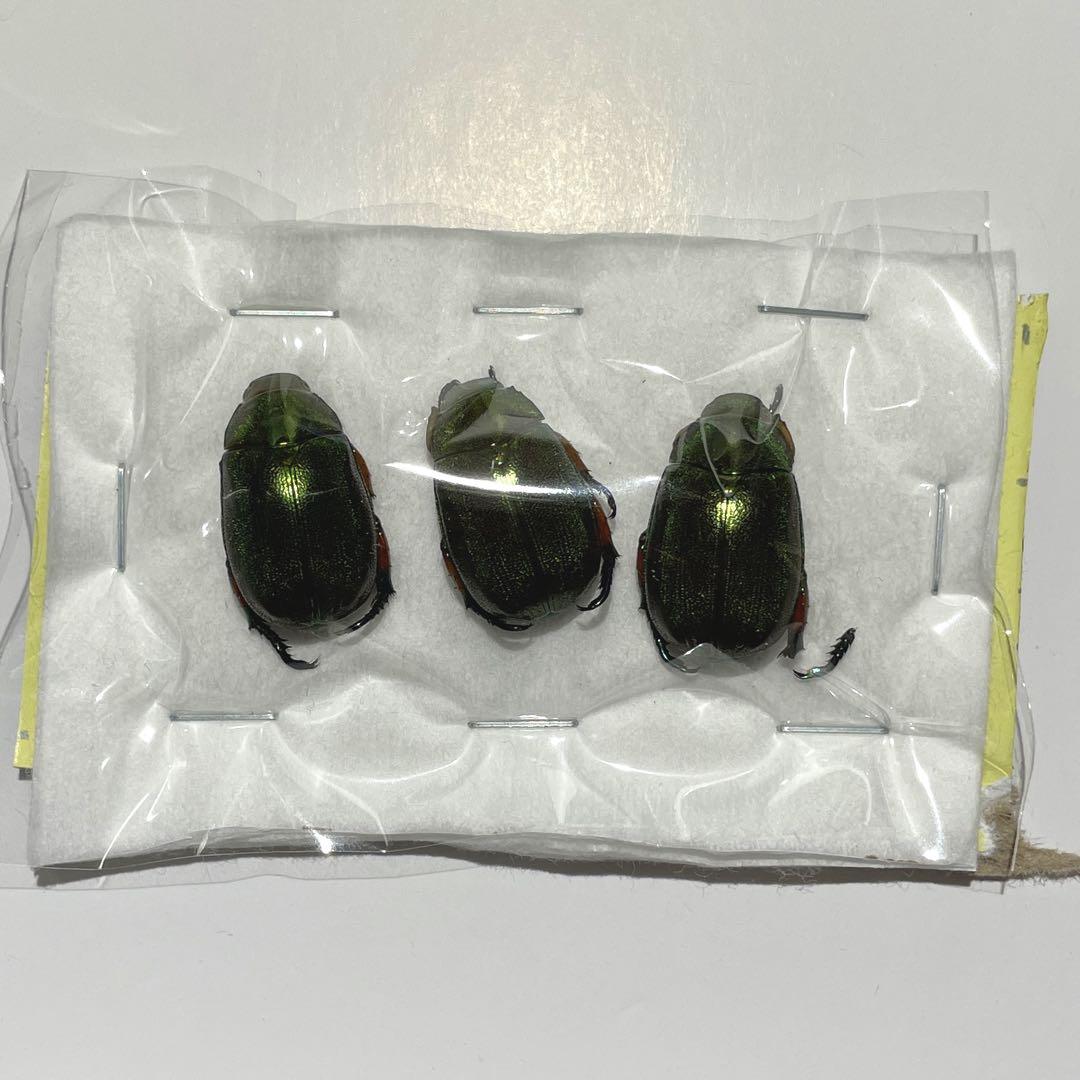 コガネムシ標本 コガネムシ インドネシア産 からし 昆虫標本 <0103z昆虫標本>