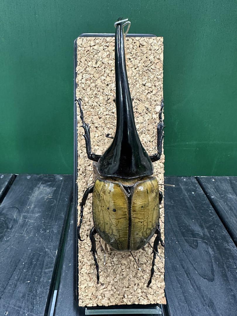 ヘラクレスオオカブト 140mm 標本（アイランドシティ中央公園