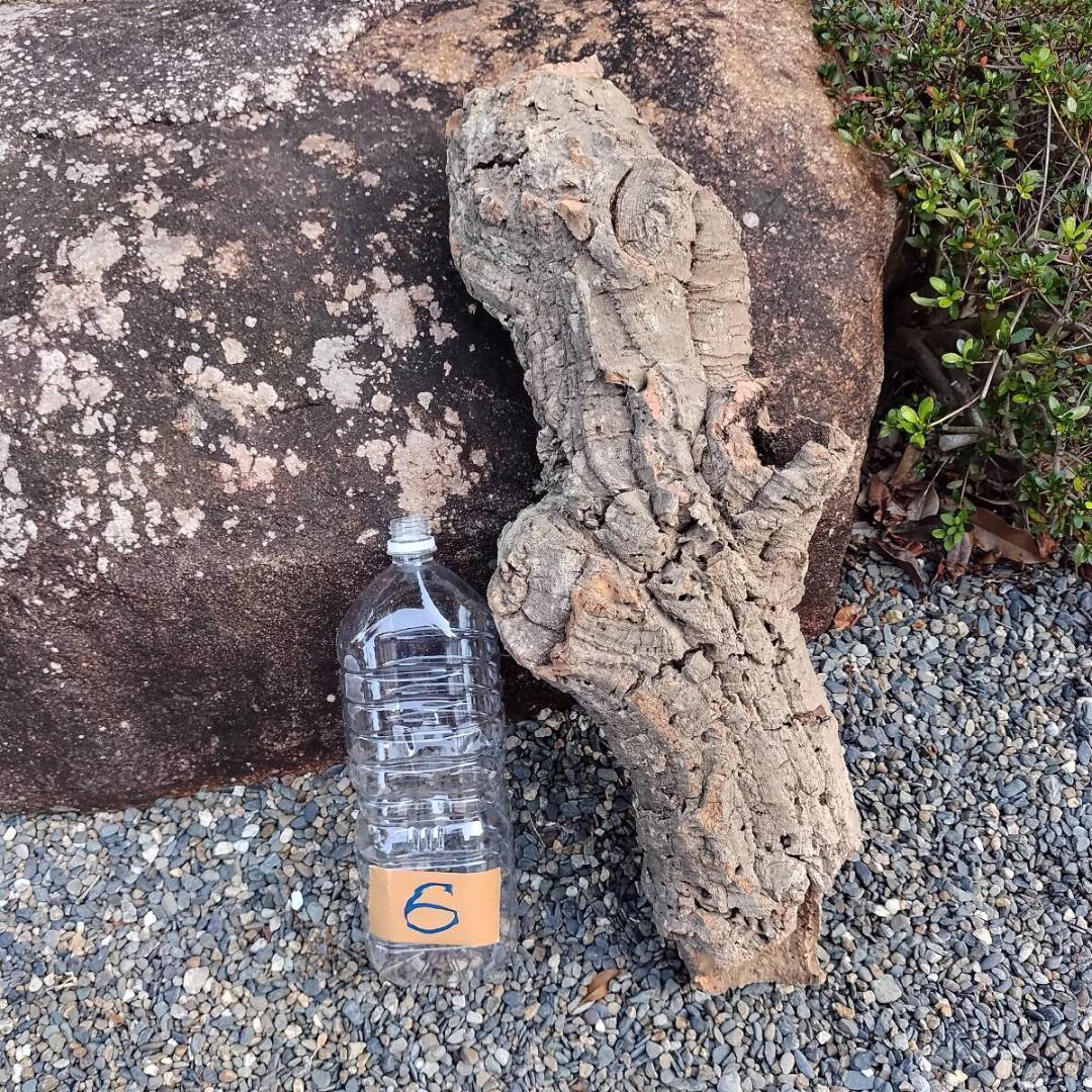 【No5】天然コルク樹皮 筒状 シェルター 爬虫類 ヤモリ 蛇 隠れ家 脱皮 No6】天然コルク樹皮 筒状 シェルター 爬虫類 ヤモリ 蛇 隠れ家