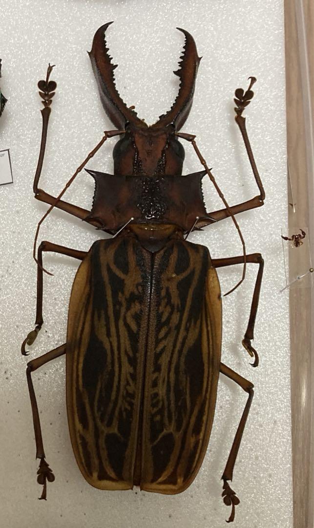 オオキバウスバカミキリ 標本 カニムシ付き （オオキバウスバ