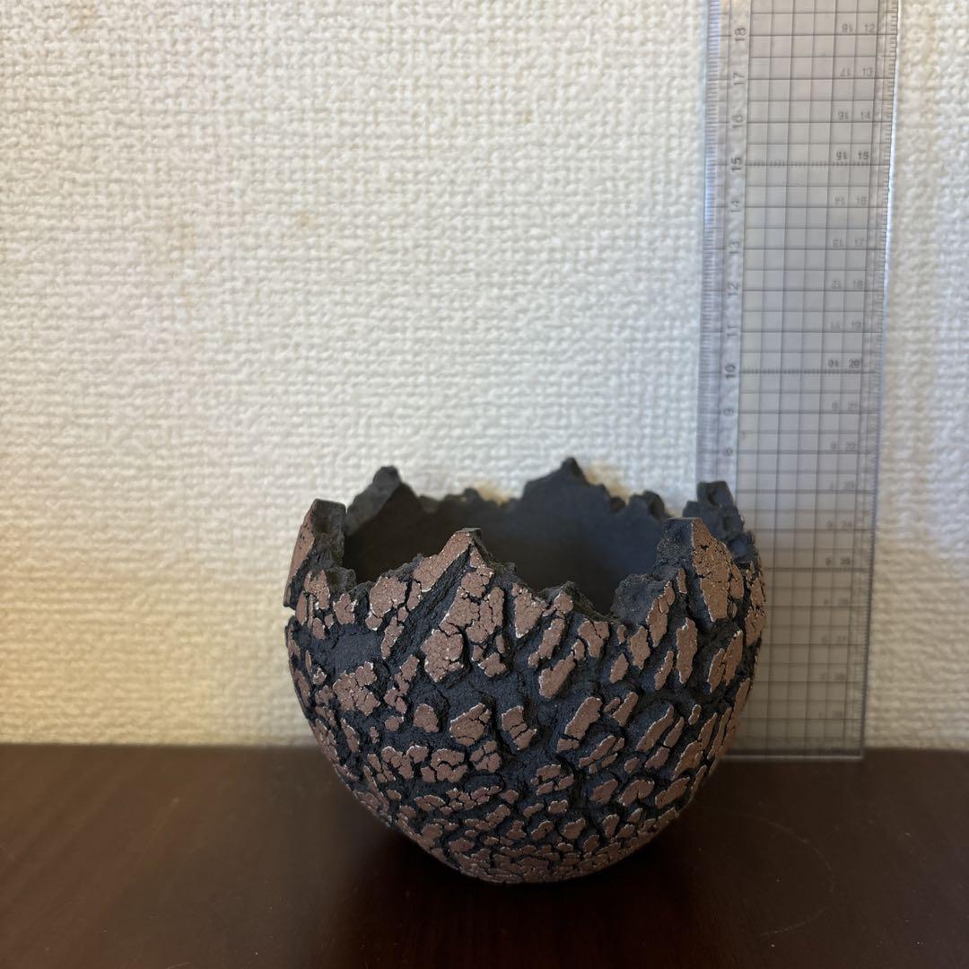 Konect white fang【M size】/盆栽、多肉植物、塊根植物、観葉