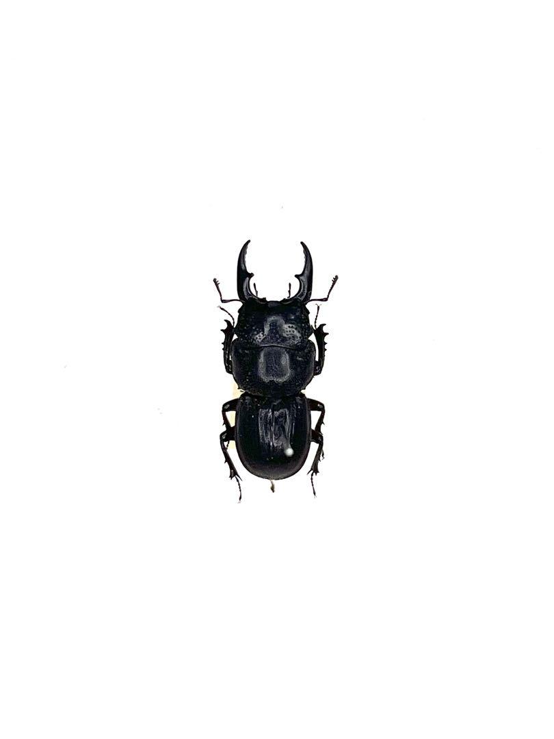 標本 ブラジル産 カブトムシ86ミリ 野外品 標本 オーストラリア産 カタハリクワガタ 24ミリ 野外品（昆虫