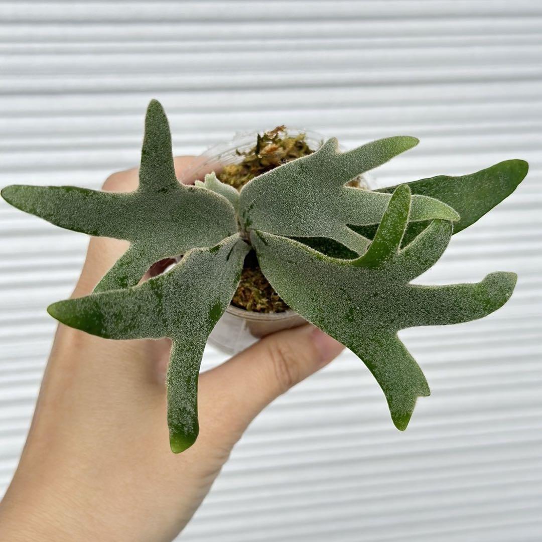 P. willinckii cv.Nano Sporelings