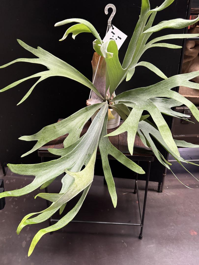 ビカクシダ アルシコルネ Platycerium alcicorne コウモリラン