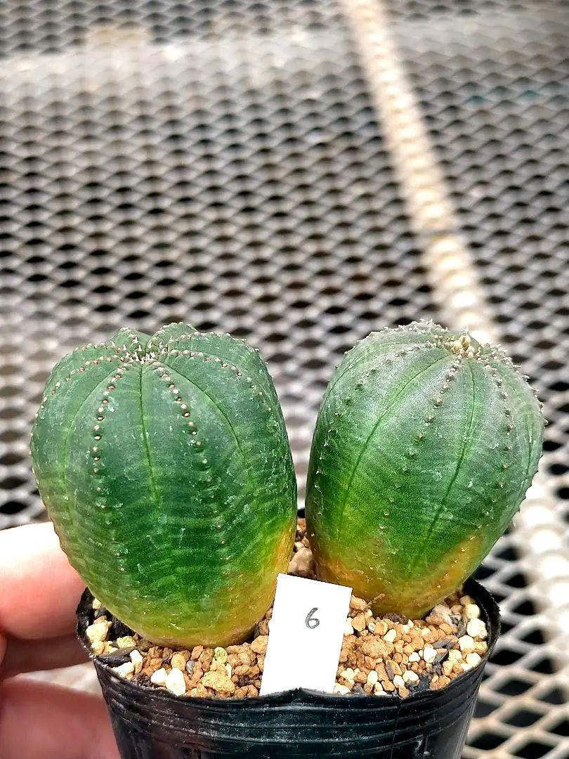 ユーフォルビア　オベサ　雄雌セット　2株セット　 実生　サボテン　鉢付き ユーフォルビア オベサ 雄雌セット 2株セット 実生 サボテン 鉢