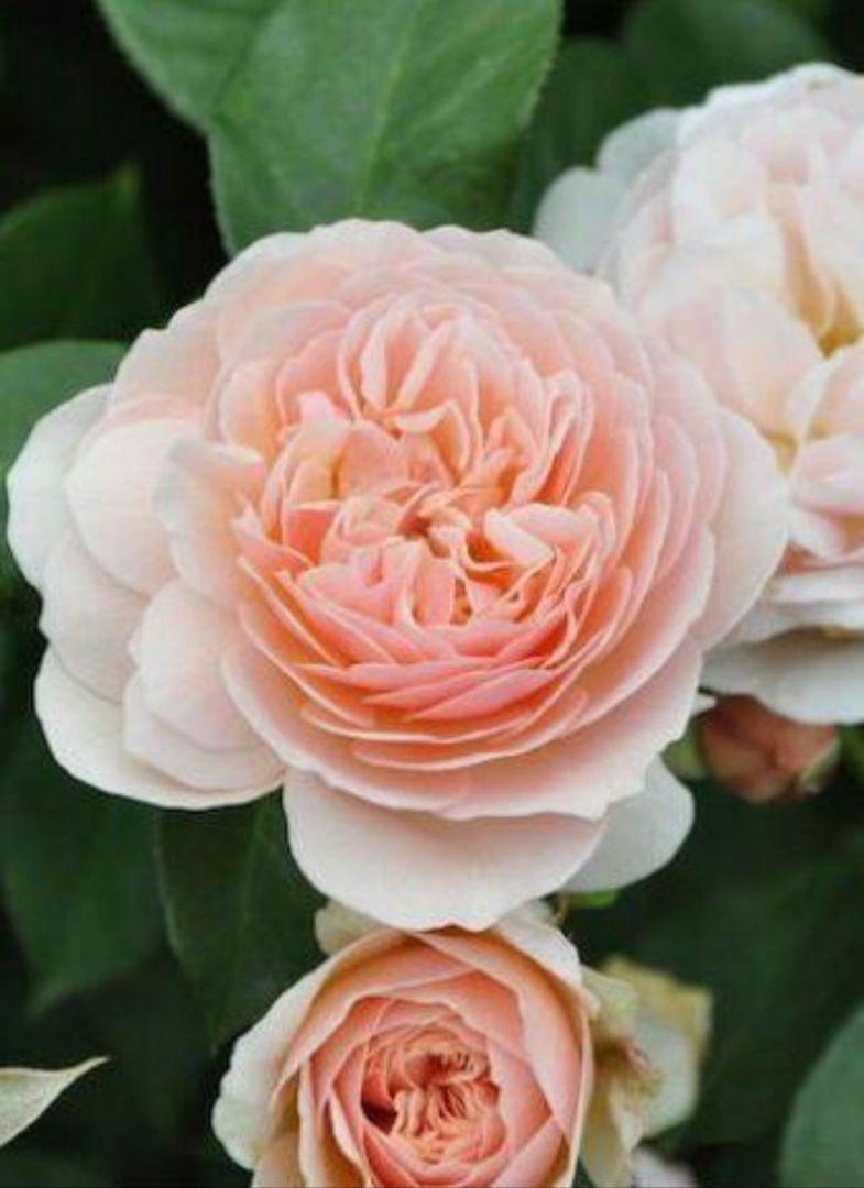 ER　メアリーウエッブ　 芽接ぎ苗　バラ　イングリッシュローズ rose-maryrose6.jpg