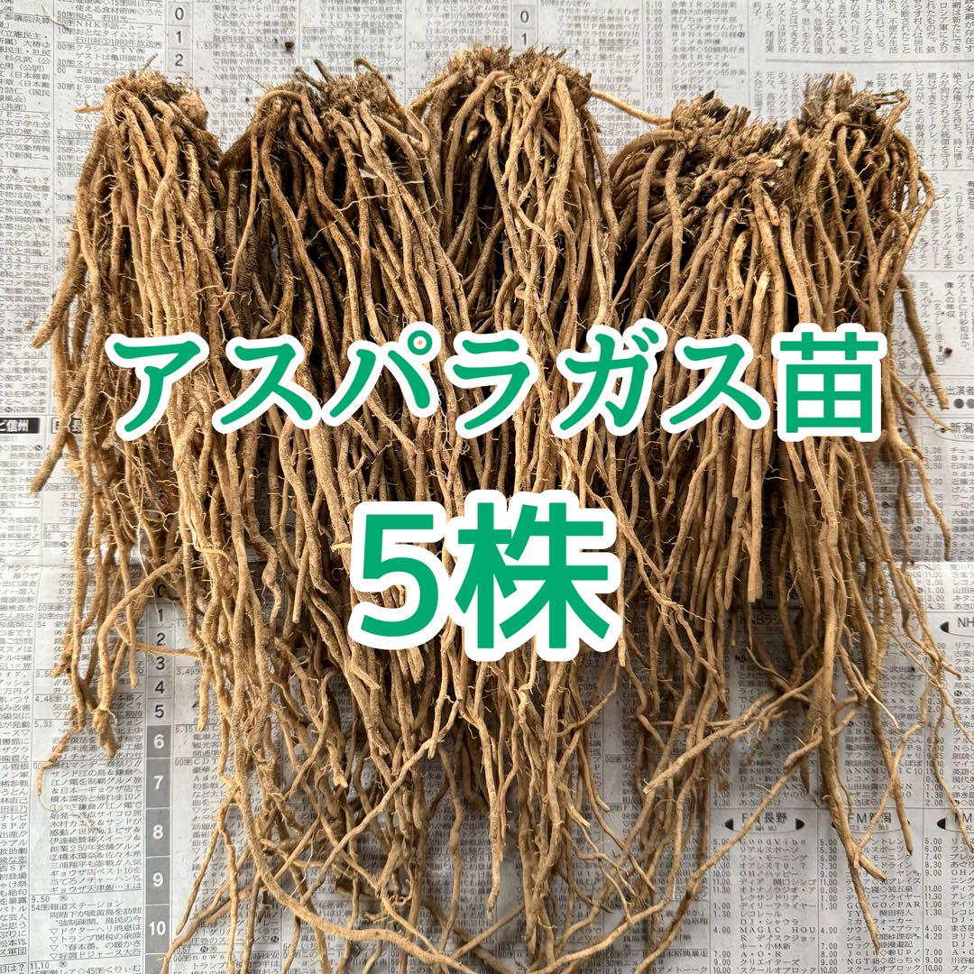 アスパラガス苗 5株 （アスパラガスの育て方【植付け