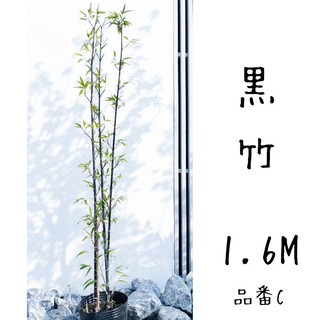 黒竹　1鉢 黒竹 1.6M(鉢底から)品番C （クロチク（黒竹）3本立ち7号鉢植え