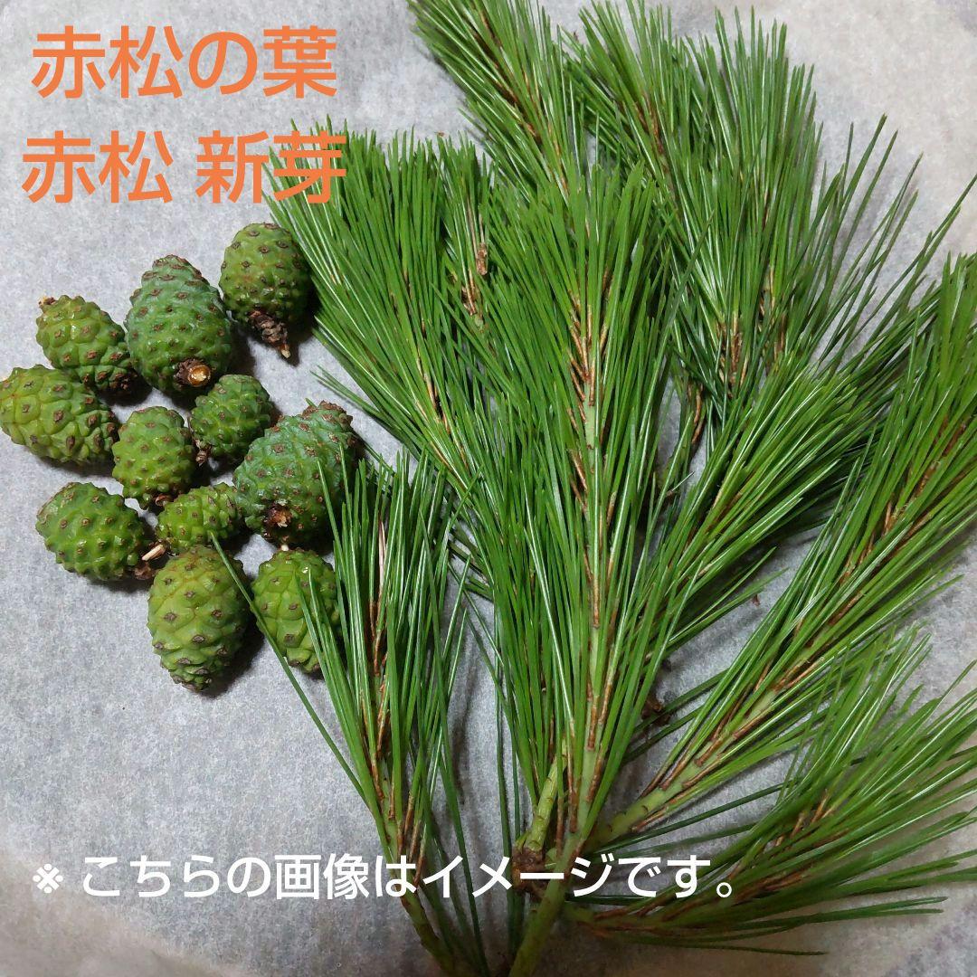 下北半島産赤松青ぼっくり　2キロ 採りたて 下北半島産 赤松青ぼっくり 1000g 採りたて | Shop at Mercari