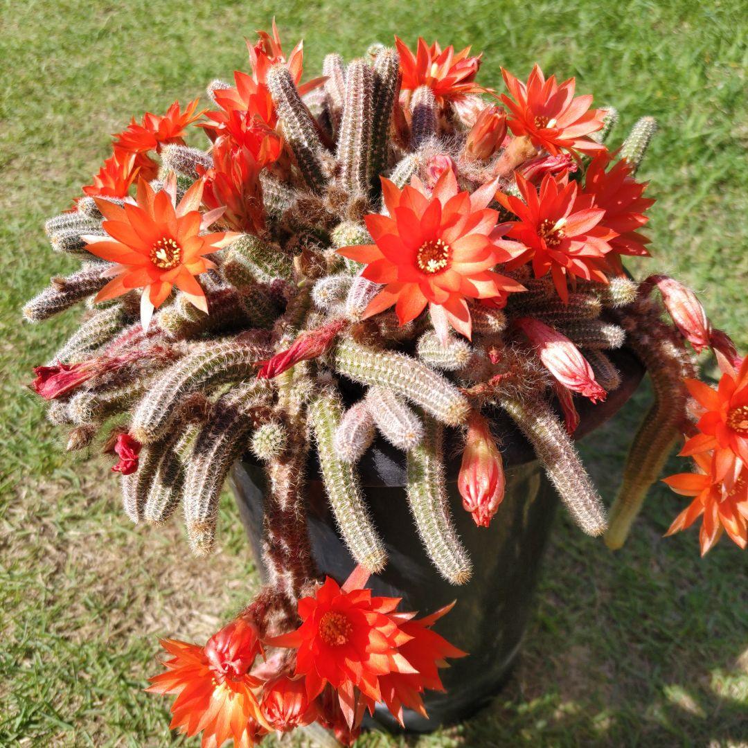 白檀サボテン （多肉植物 花サボテン 白檀 小高い アンナ （1株