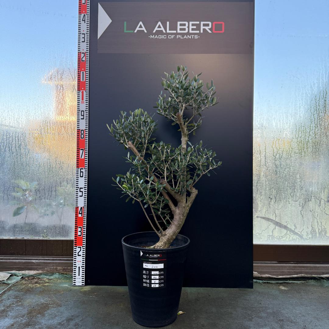 【AL503】オリーブの木　古木　盆栽造り AL503】オリーブの木 古木 盆栽造り