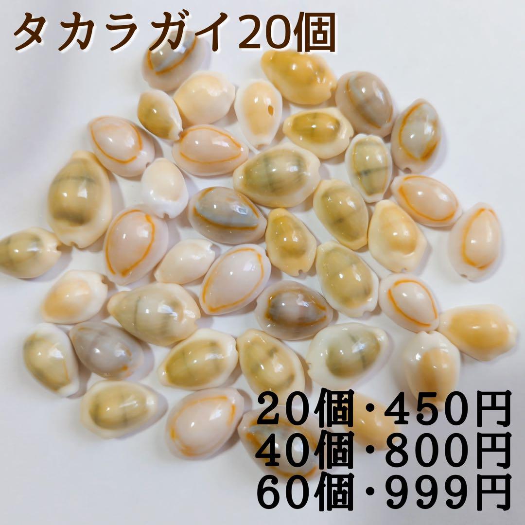 タカラガイ 20個 宝貝 貝殻 カウリーシェル ハナビラダカラ 海