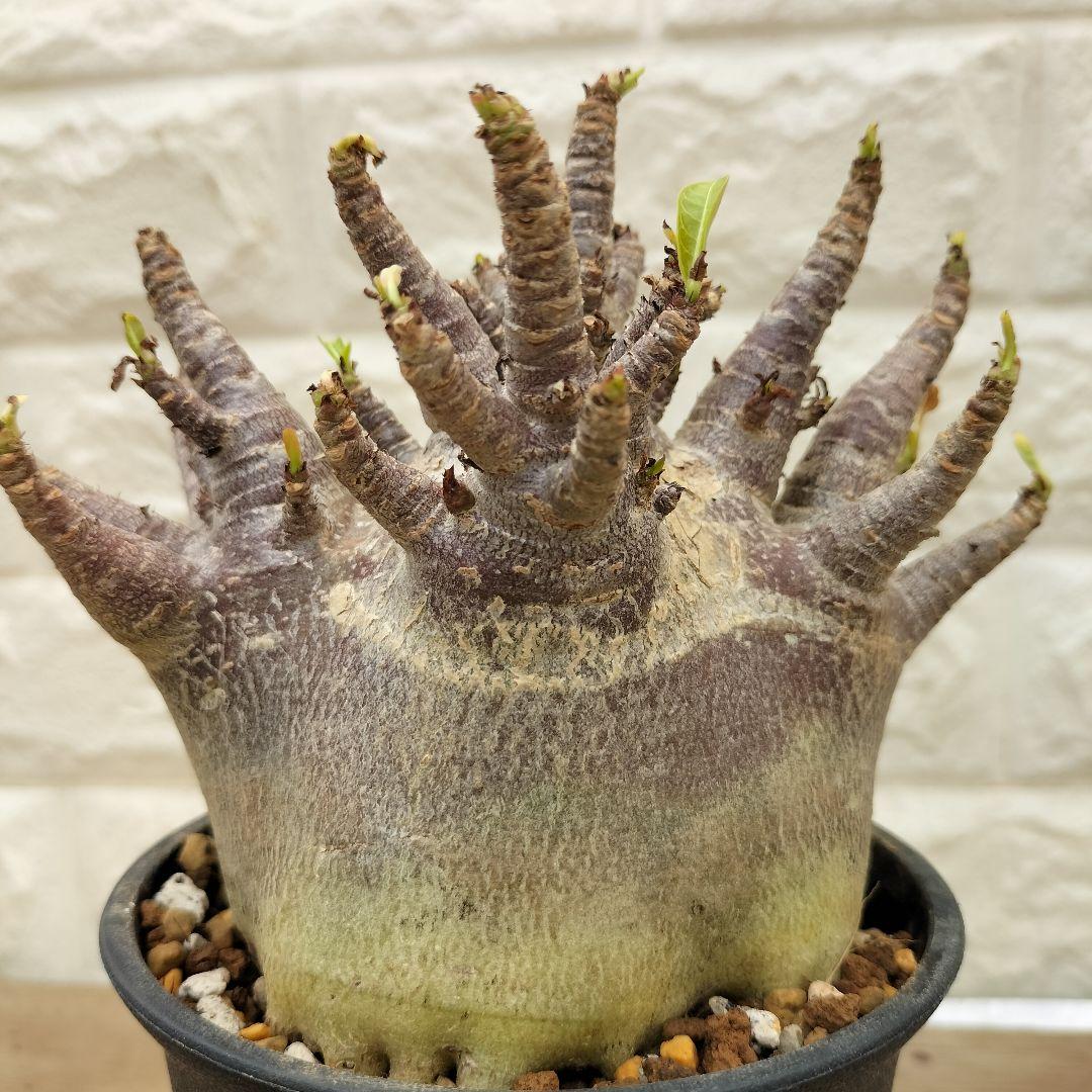 アデニウム ブラックスキン 塊根植物 コーデックス 観葉植物