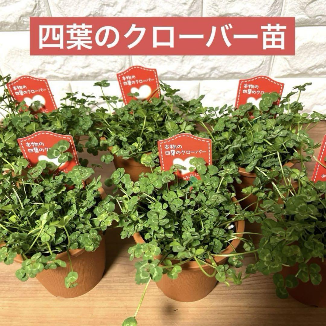 四葉のクローバー⭐︎ 四葉のクローバー (四つ葉のクローバーがいっぱい:イラスト無料)