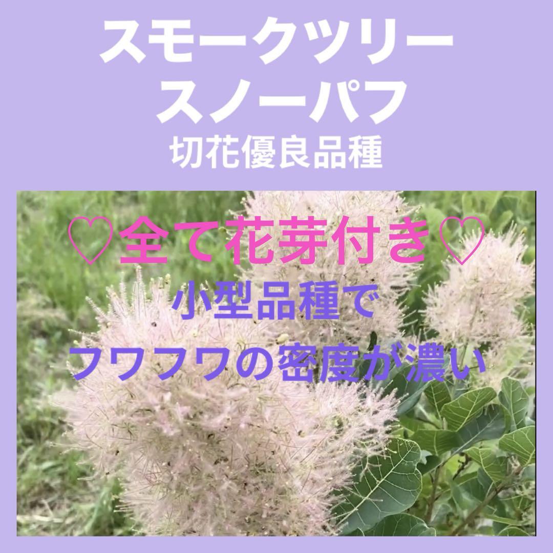 全て花芽付き スノーパフ スモークツリー 苗 苗木 雌株