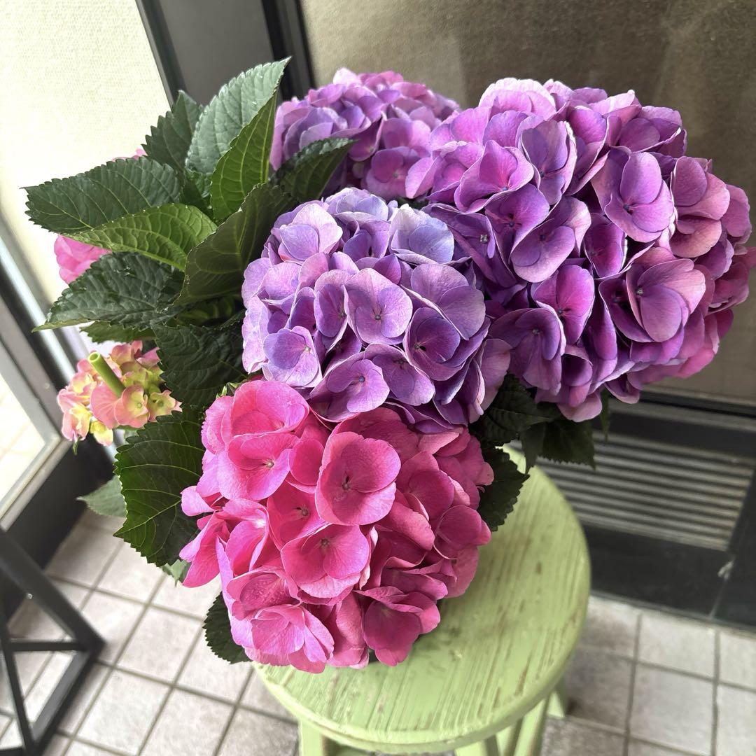 現品 福岡ブランド紫陽花 オールドパープル 6寸 秋色紫陽花