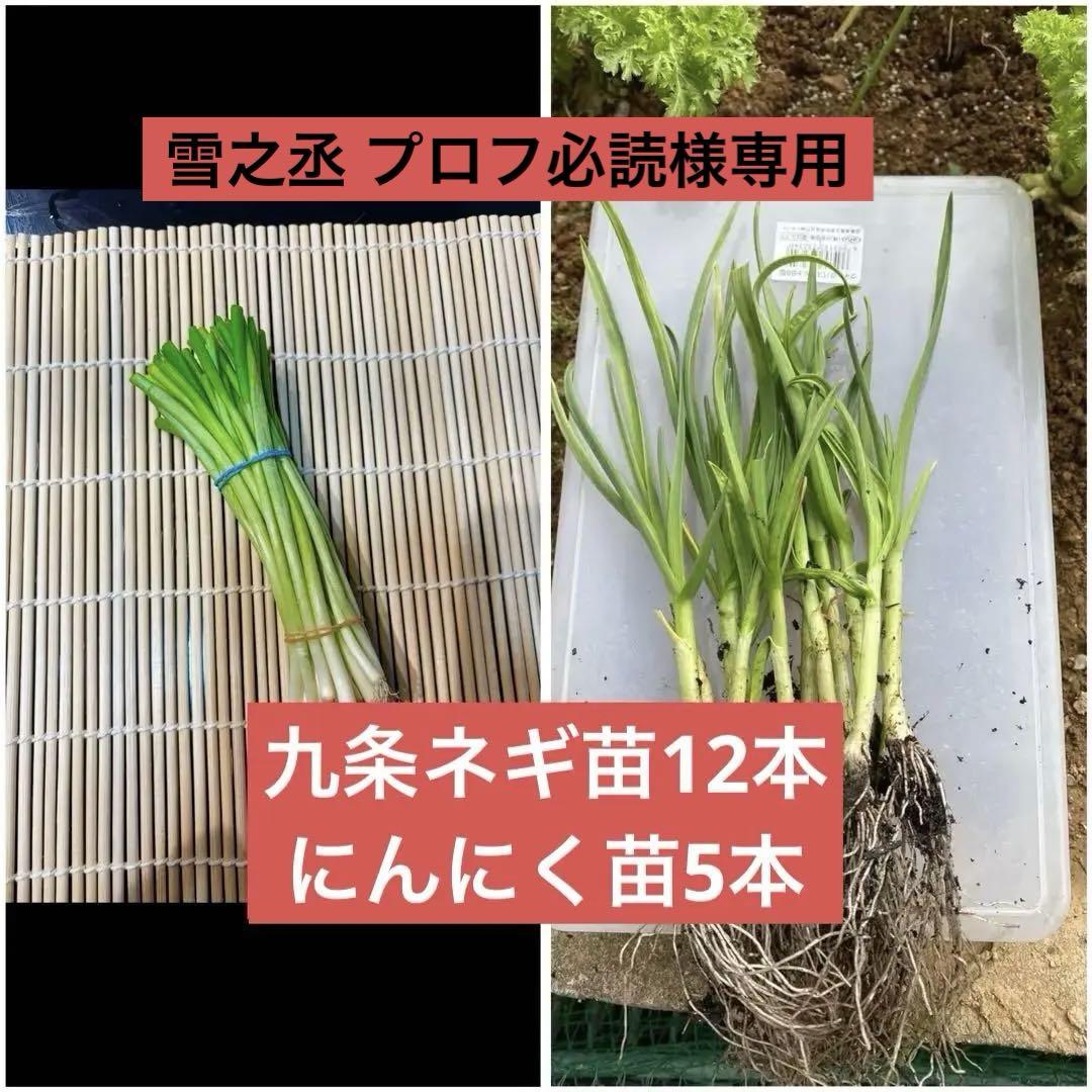 京都府産 九条ネギ苗 500本 家庭菜園や畑に！甘くて柔らか 京都府産 無農薬 九条ねぎ苗 150本 本場の京野菜 - メルカリ