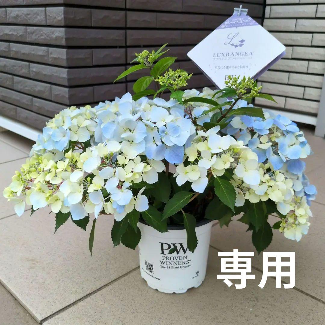 紫陽花 ラグランジア クリスタルヴェール2 リニューアル