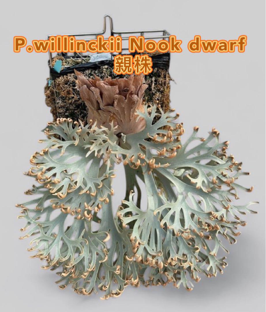 わもすんだ　特選ビカクシダ　willinckii Nook dwarf 2025年最新】NOOK dwarfの人気アイテム - メルカリ