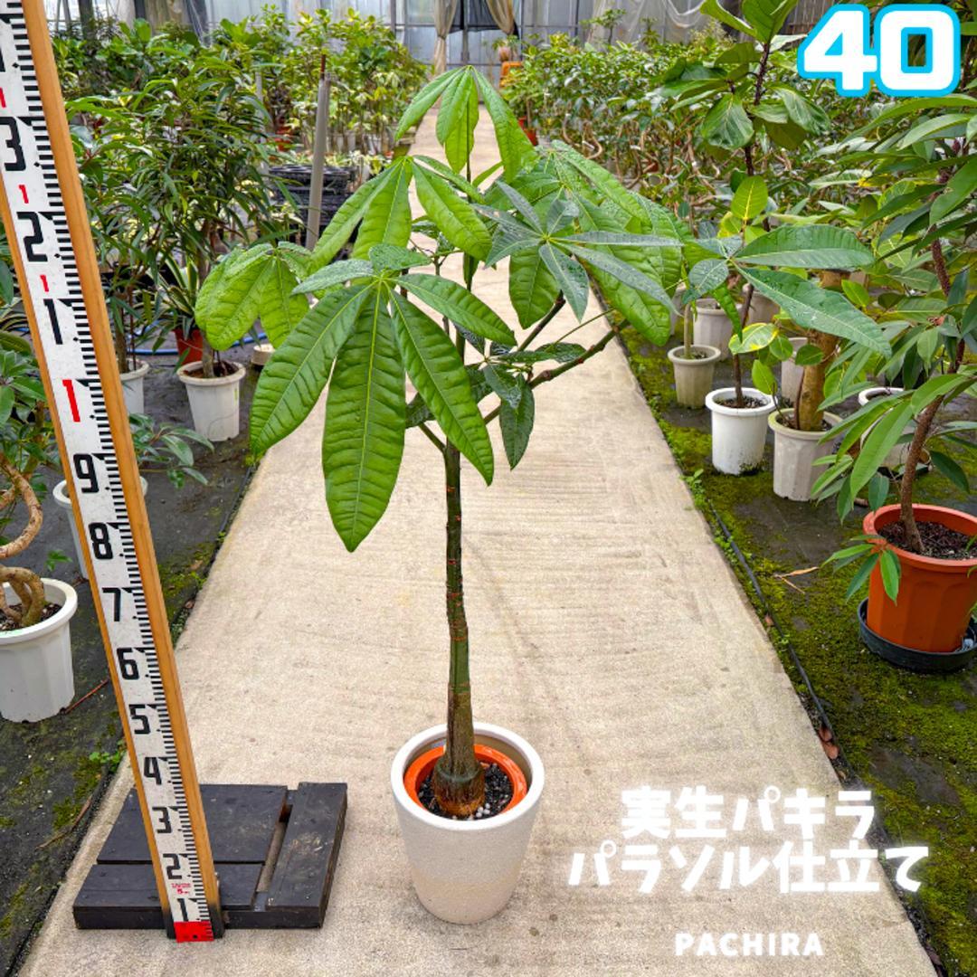 限​定​販​売​】 Ryo様専用 41｜すらっと伸びた枝ぶり パラソル