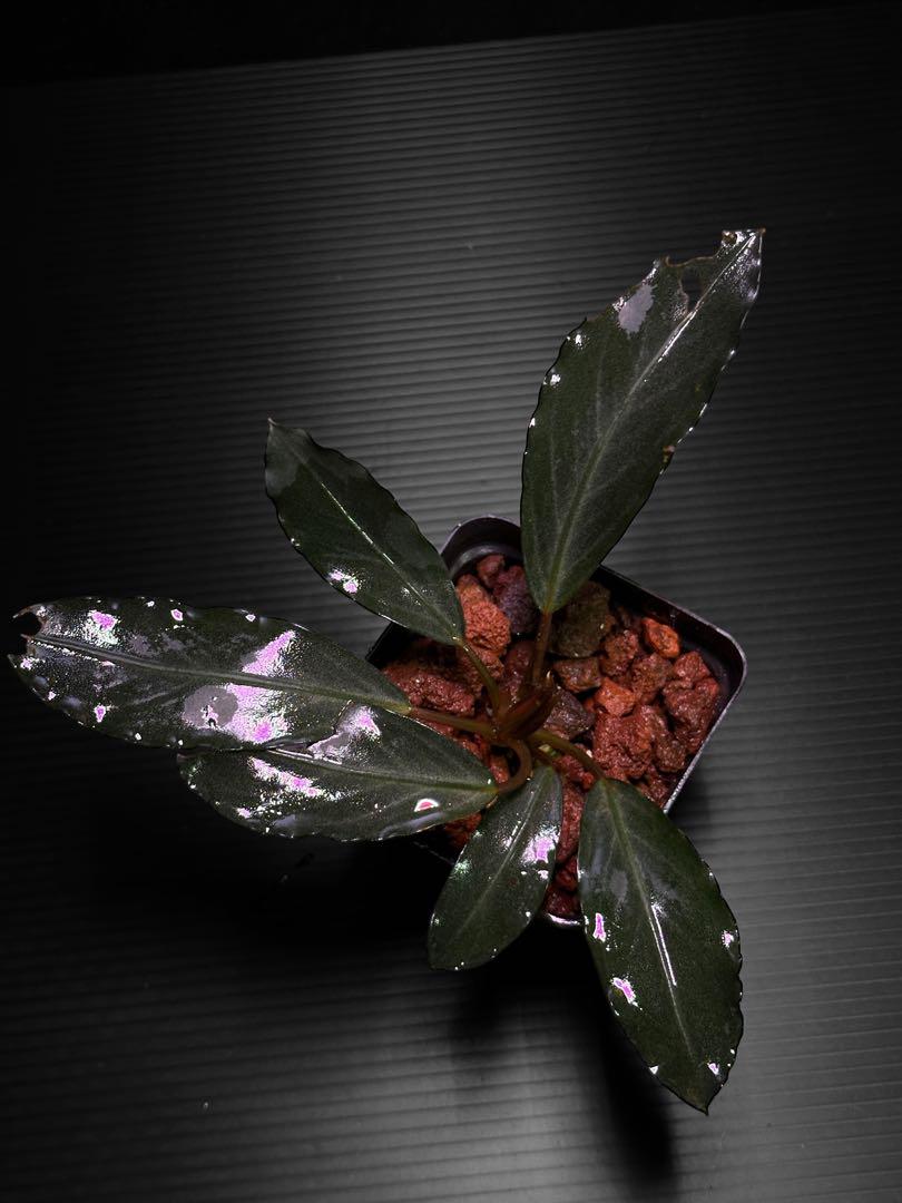 Bucephalandra sp.”Dark gray“【TB便】 Bucephalandra sp. 